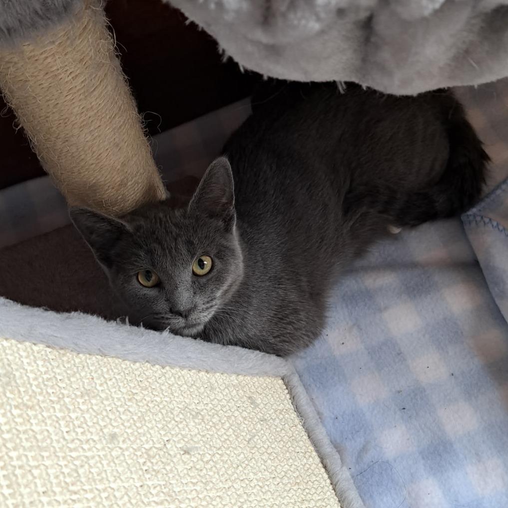 Enlarge Ellen, a Adoptable Domestic Short Hair in Pontiac, IL image 2/6