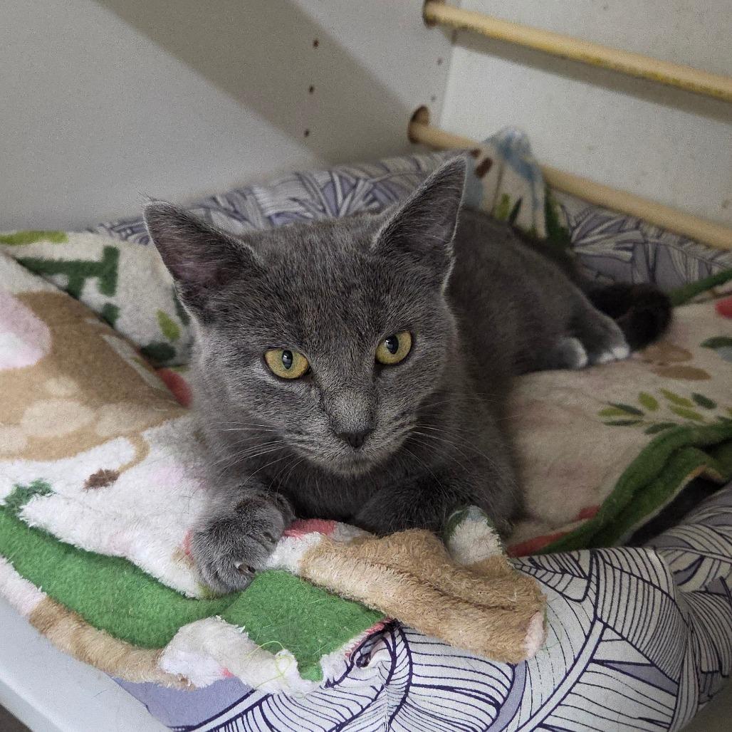 Enlarge Ellen, a Adoptable Domestic Short Hair in Pontiac, IL image 3/6