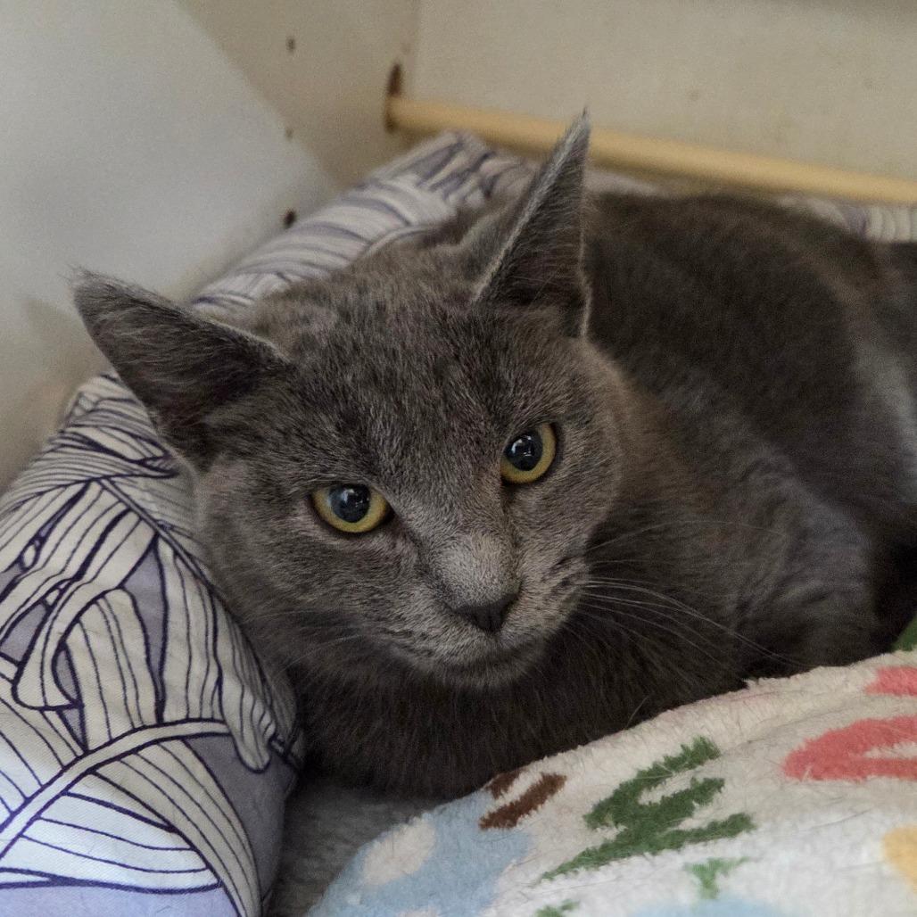 Enlarge Ellen, a Adoptable Domestic Short Hair in Pontiac, IL image 4/6