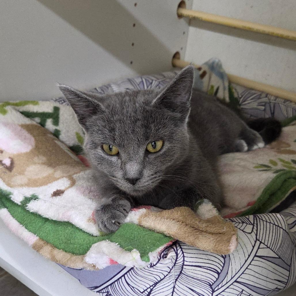 Enlarge Ellen, a Adoptable Domestic Short Hair in Pontiac, IL image 5/6