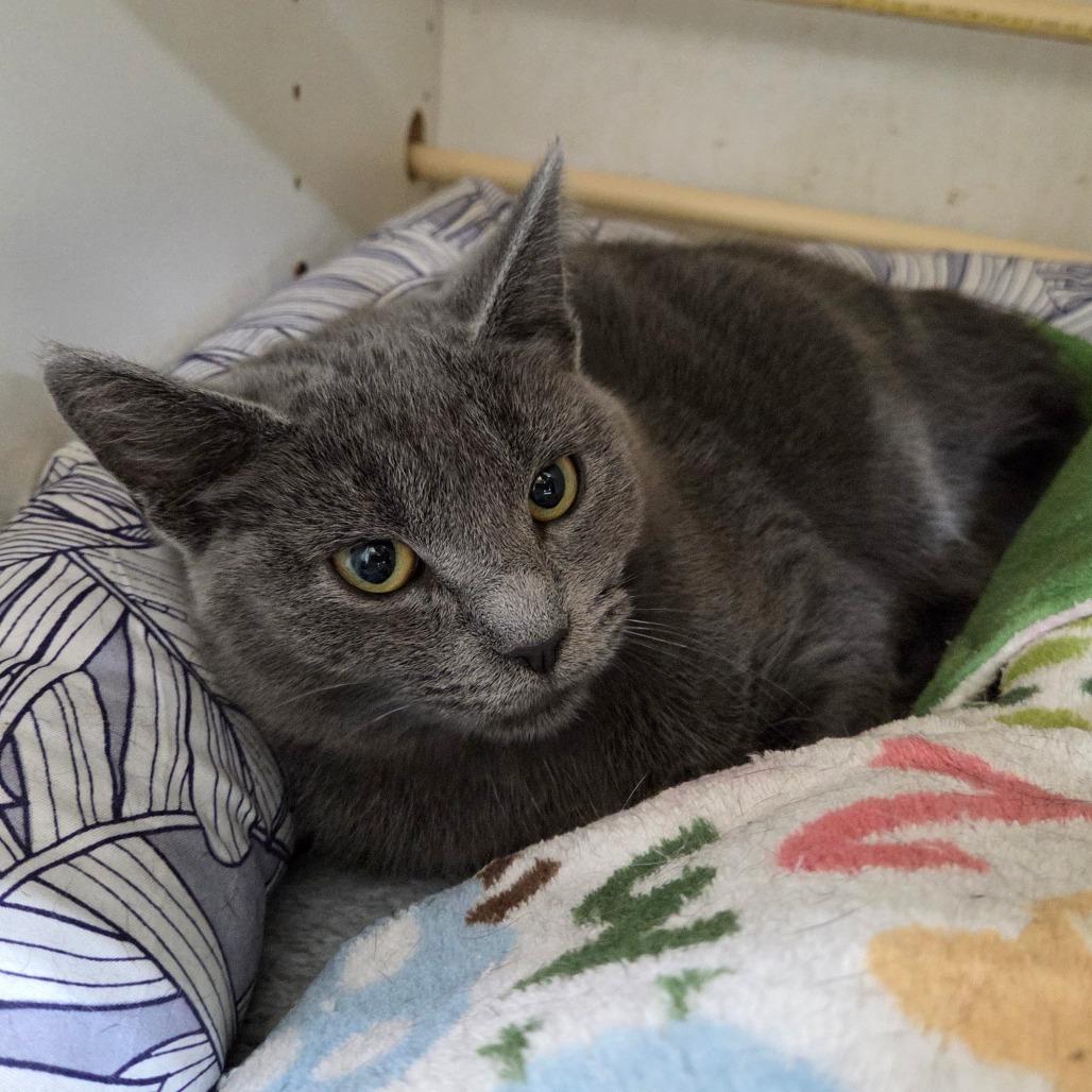 Enlarge Ellen, a Adoptable Domestic Short Hair in Pontiac, IL image 6/6