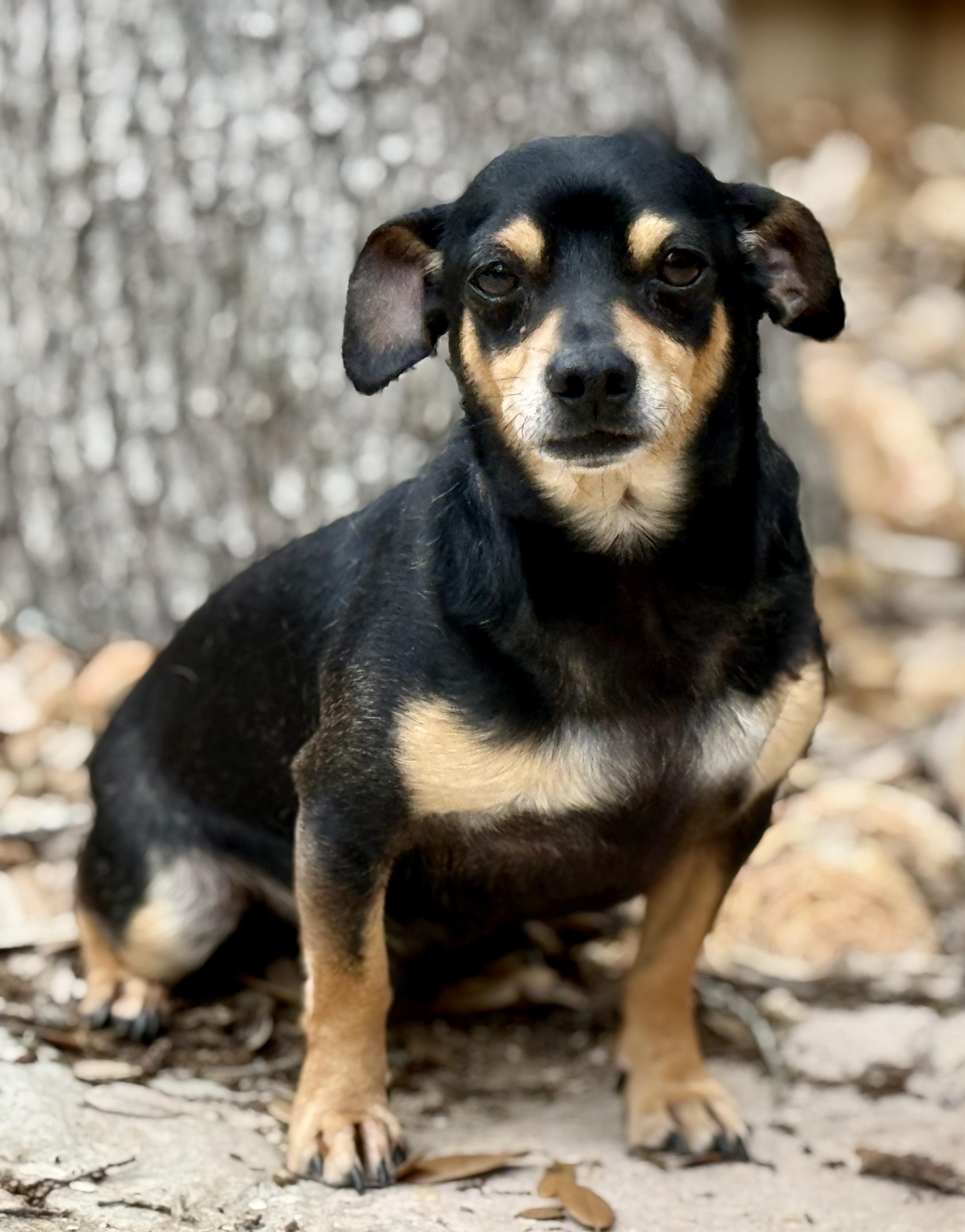 Mino - tiny friendly boy, Adoptable, Young Male Chihuahua.