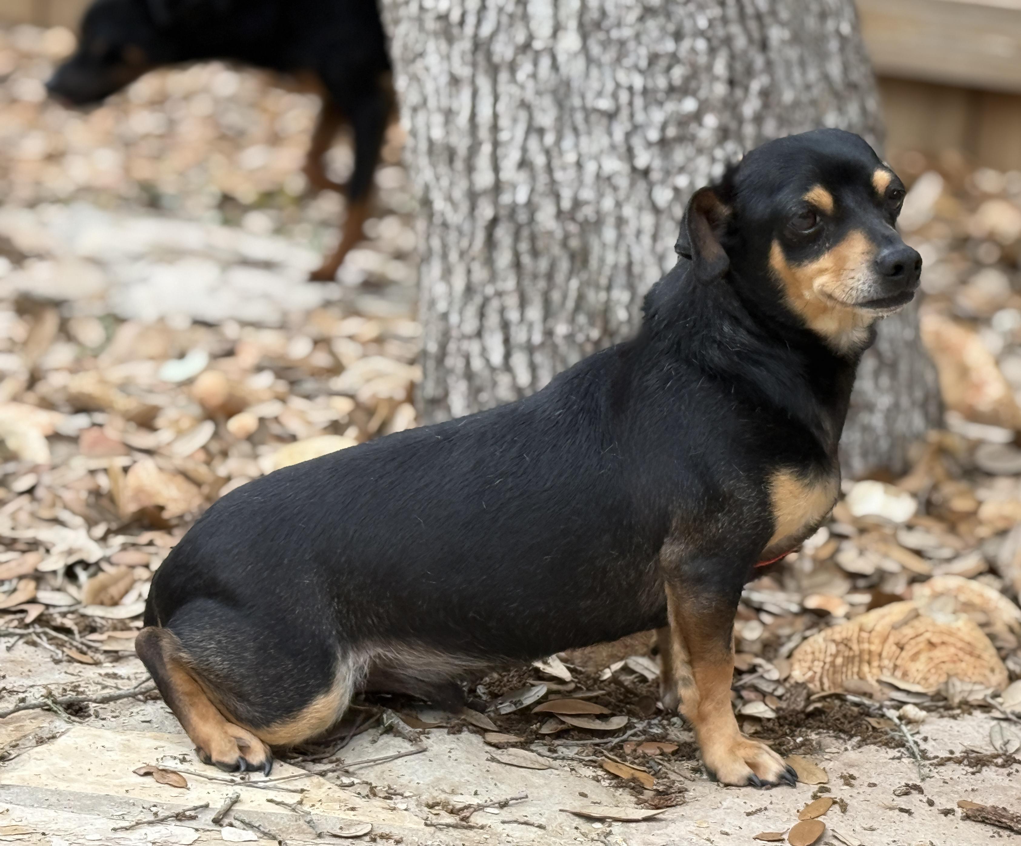 Enlarge Mino - tiny friendly boy, a Adoptable Chihuahua in Austin, TX image 4/5