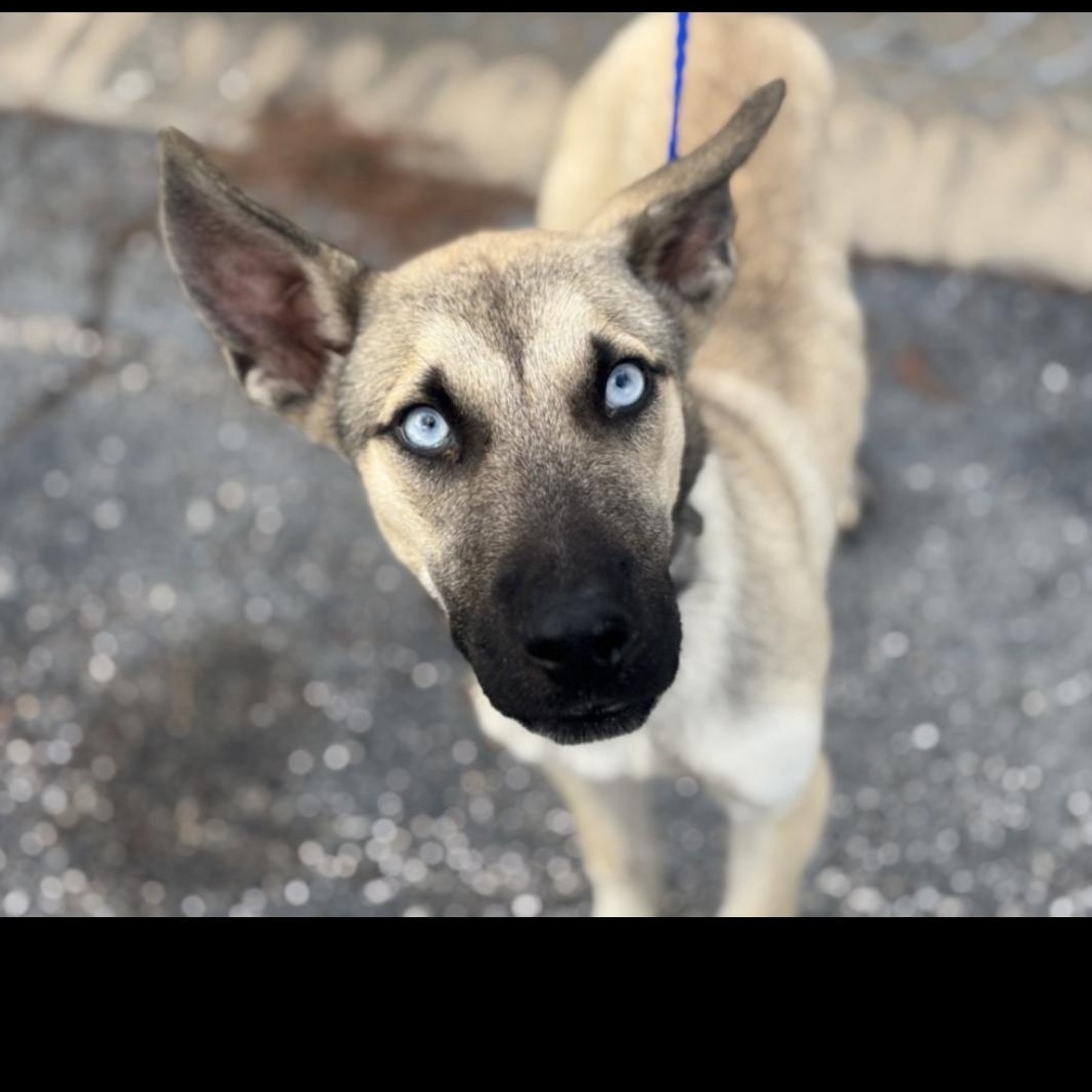 Enlarge Blue, a ADOPTABLE mixed breed in Brazoria, TX image 2/2