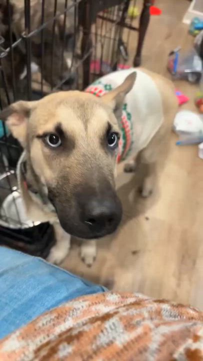 Enlarge Blue, a ADOPTABLE mixed breed in Brazoria, TX video 1/2