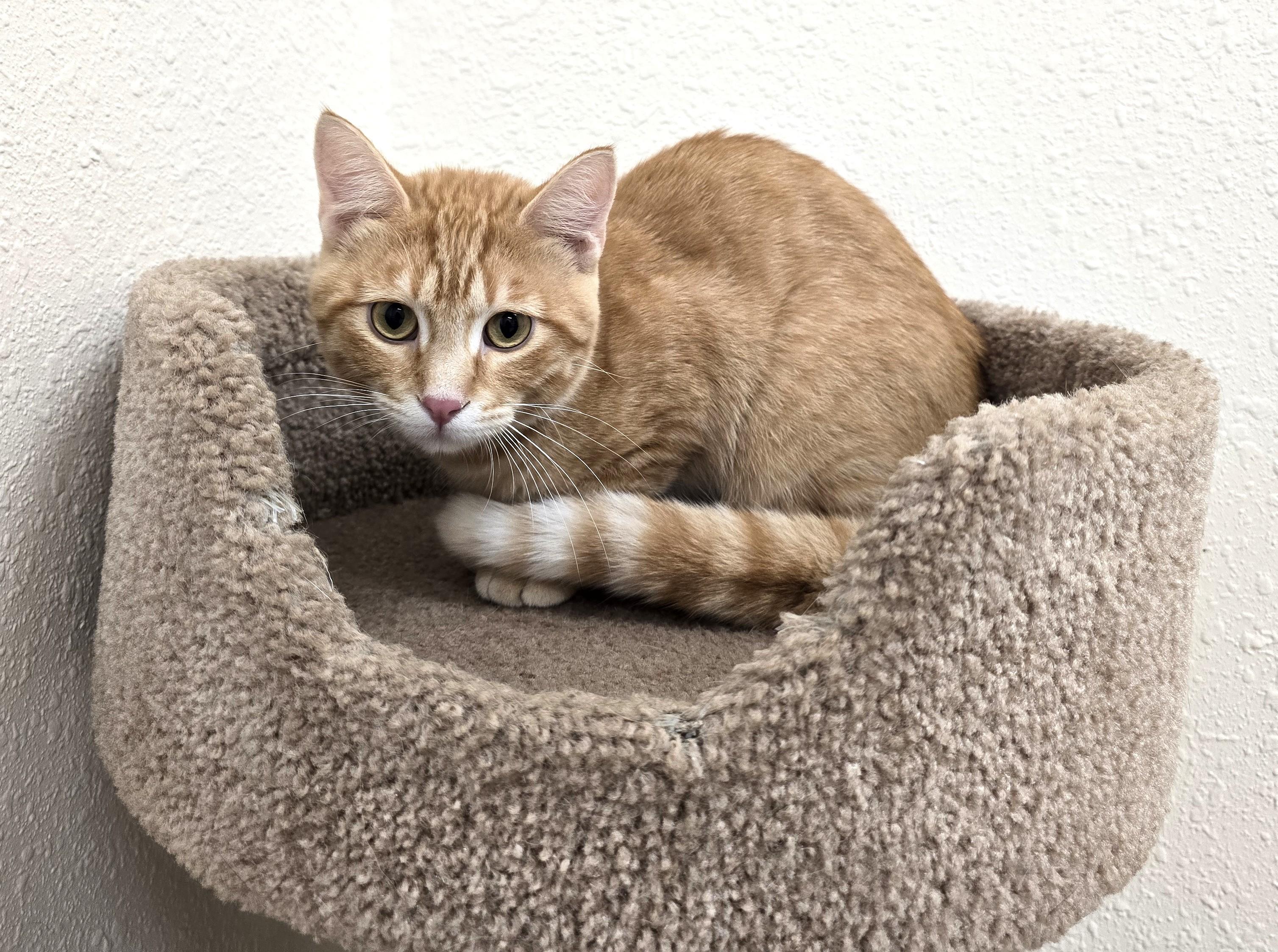 Simon, a ADOPTABLE Domestic Short Hair in Red Wing, MN image 3/4