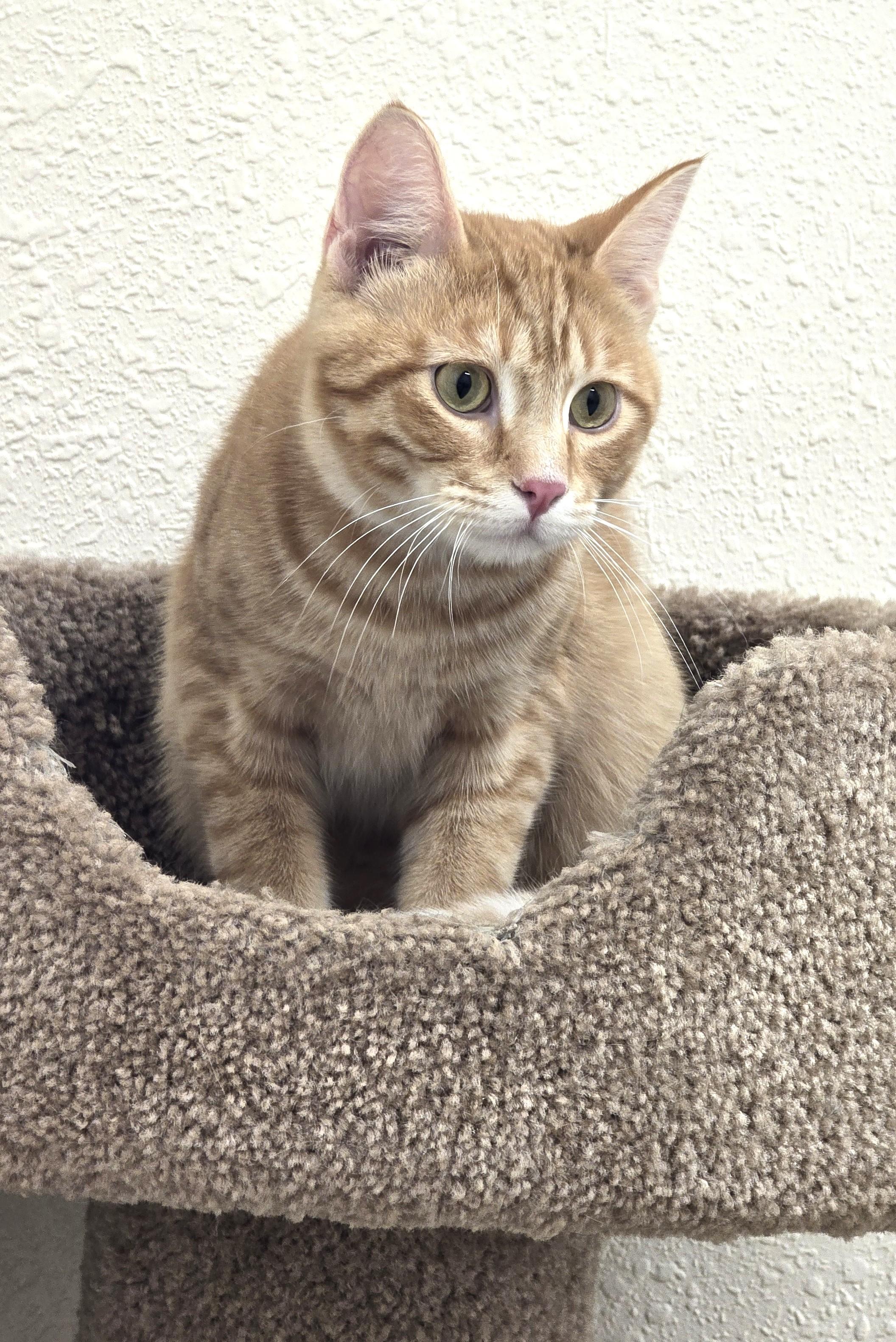 Simon, a ADOPTABLE Domestic Short Hair in Red Wing, MN image 4/4