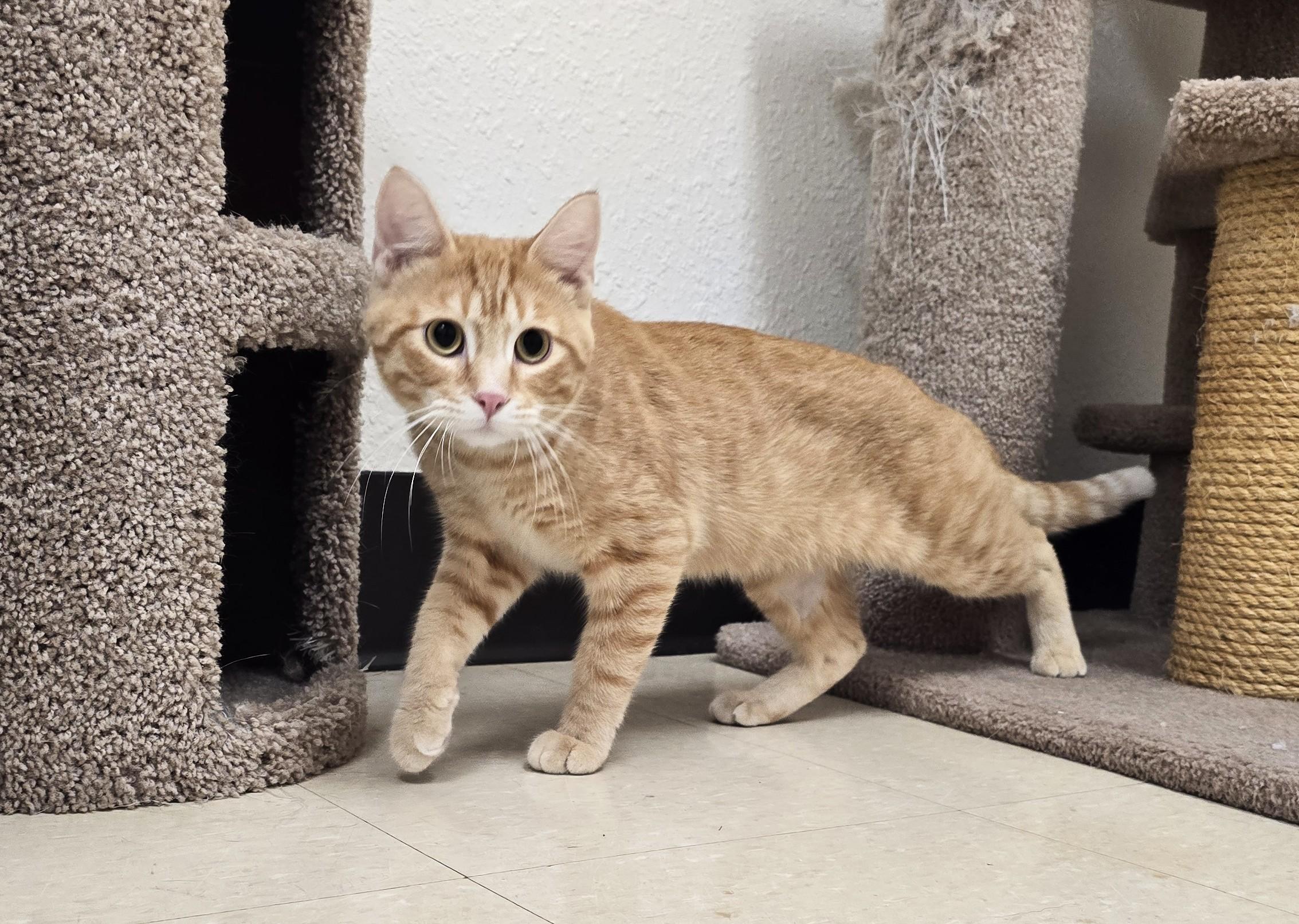 Simon, a ADOPTABLE Domestic Short Hair in Red Wing, MN image 1/4