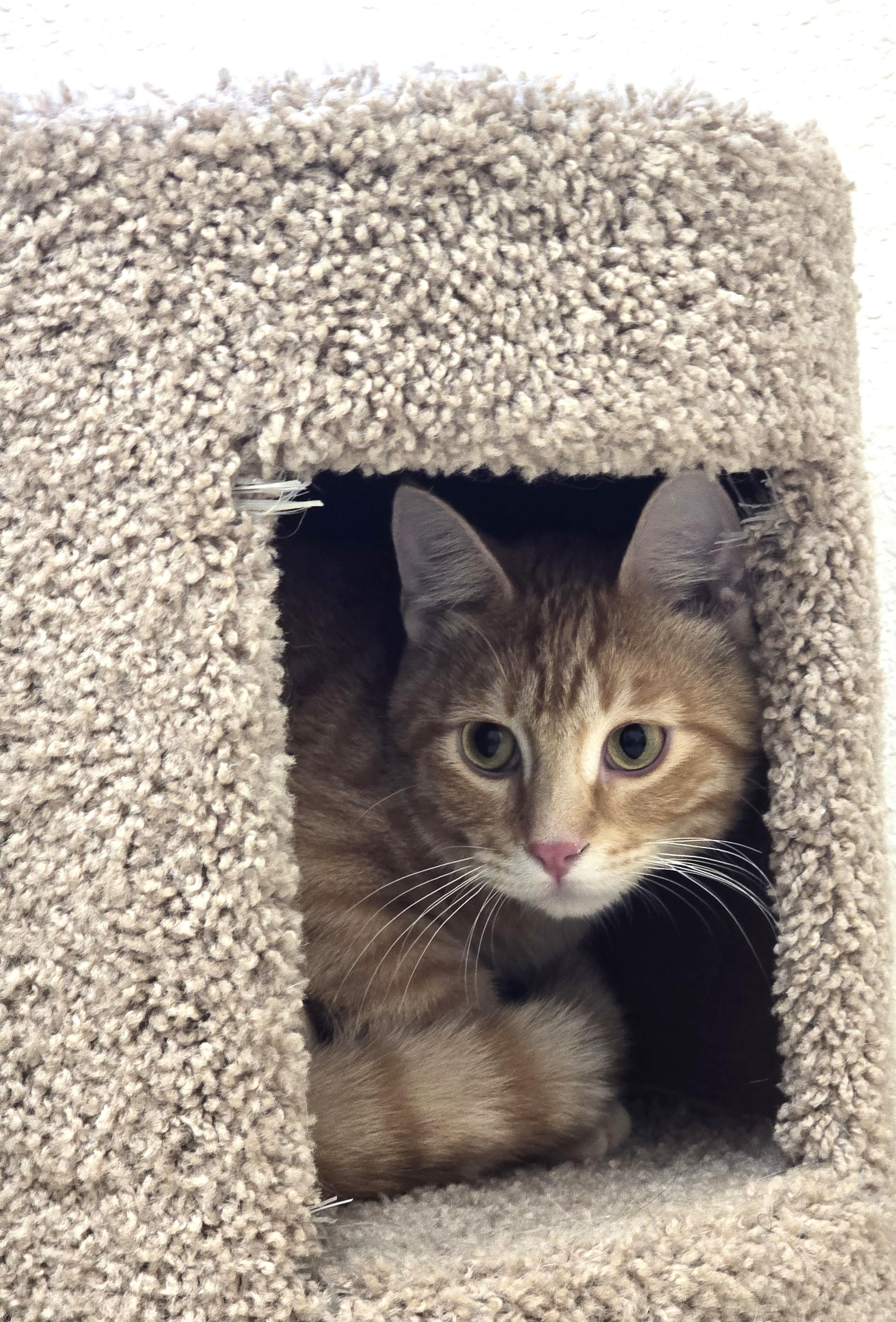 Simon, a ADOPTABLE Domestic Short Hair in Red Wing, MN image 2/4