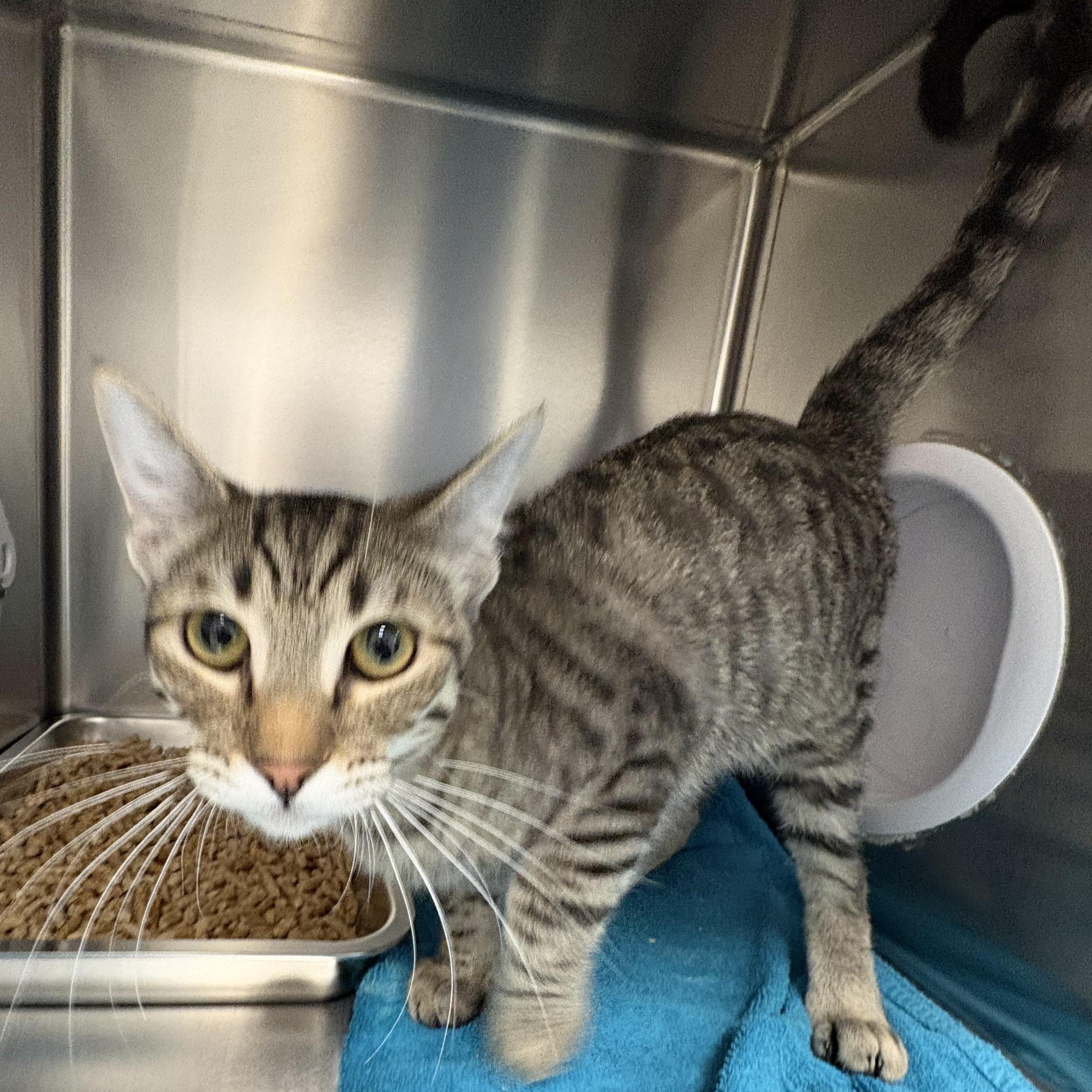 Enlarge Scottie, an adopted Domestic Short Hair in Shasta Lake, CA image 2/3