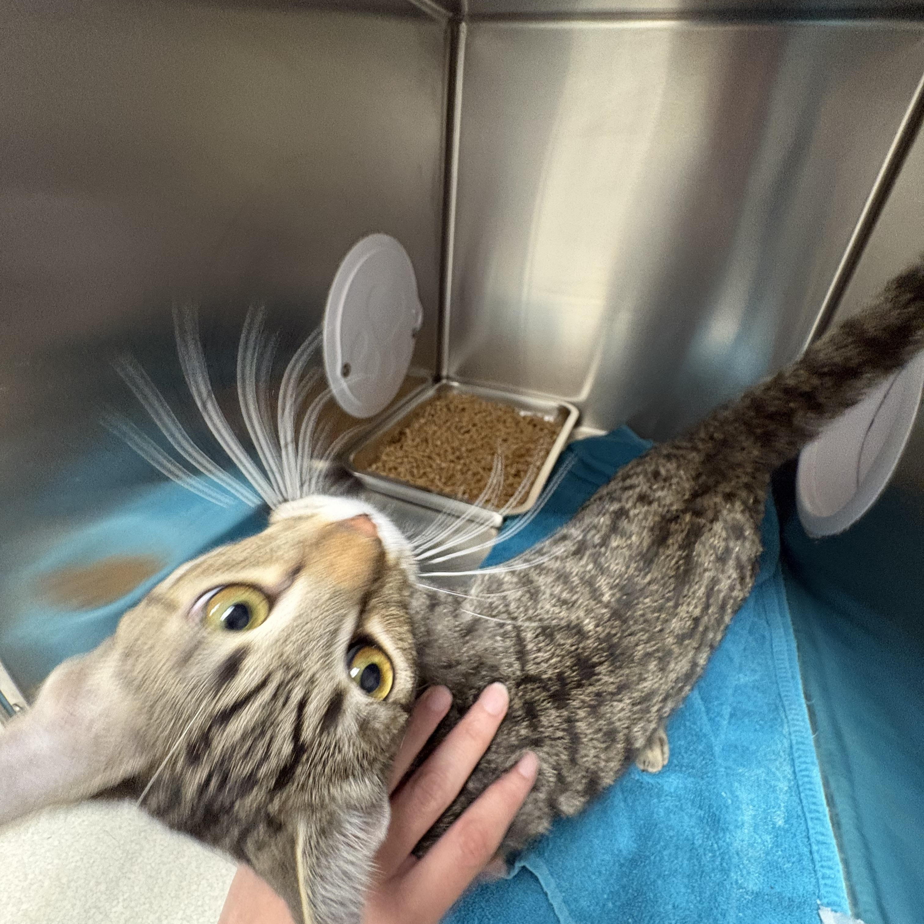 Enlarge Scottie, an adopted Domestic Short Hair in Shasta Lake, CA image 3/3