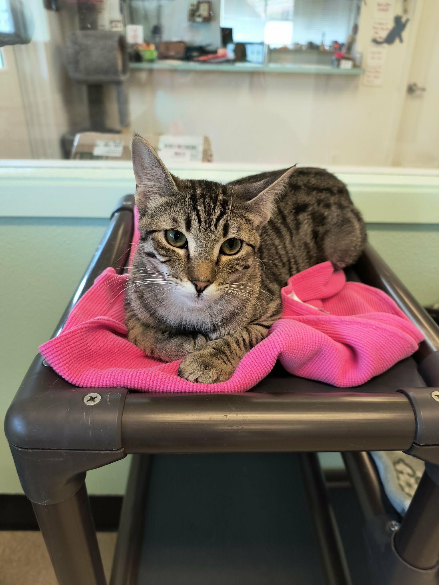 Scottie, adopted, Adult Male Domestic Short Hair.