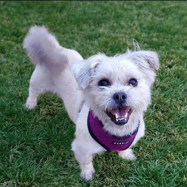 Enlarge Gabby, a Adoptable mixed breed in Libertyville, IL image 3/5