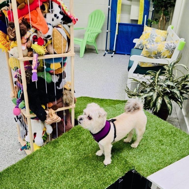 Enlarge Gabby, a Adoptable mixed breed in Libertyville, IL image 2/5