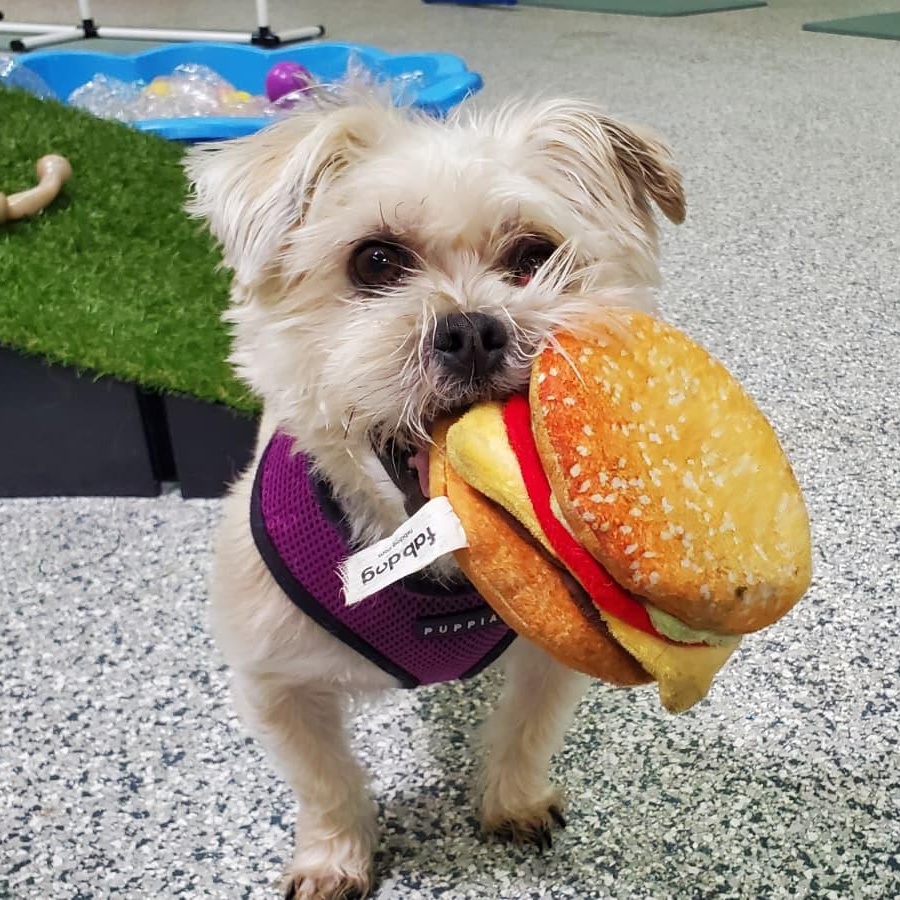 Enlarge Gabby, a Adoptable mixed breed in Libertyville, IL image 5/5