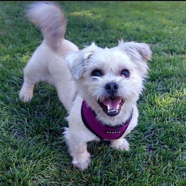 Gabby, Adoptable, Adult Female Lhasa Apso.