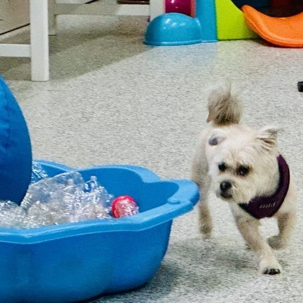 Enlarge Gabby, a Adoptable mixed breed in Libertyville, IL image 4/5