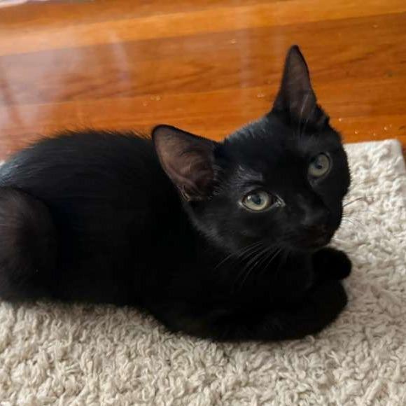 Mickey, a Adoptable Domestic Short Hair in Somerset, NJ image 3/4