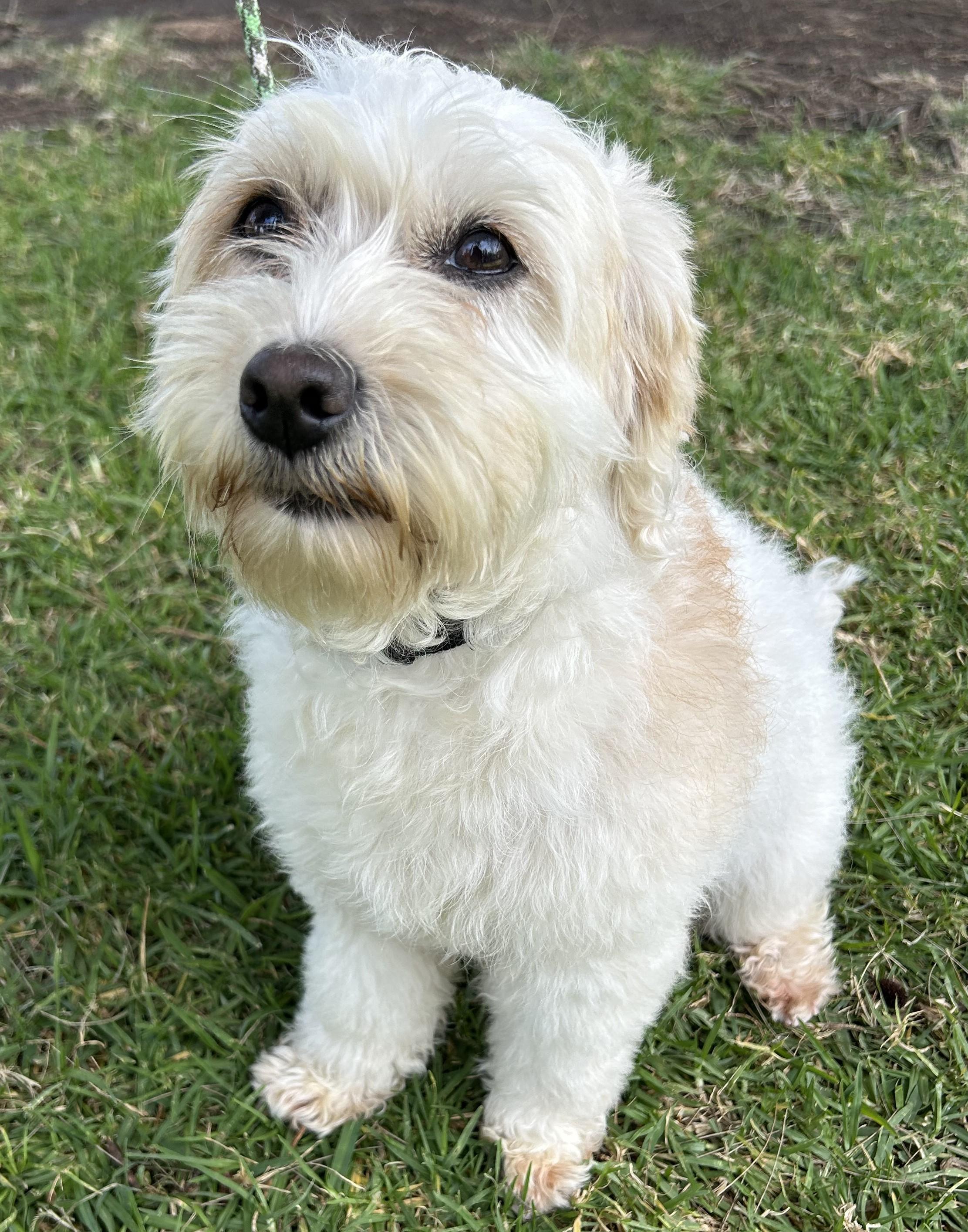 SANDRA, an adopted mixed breed in Bell Gardens, CA image 2/6