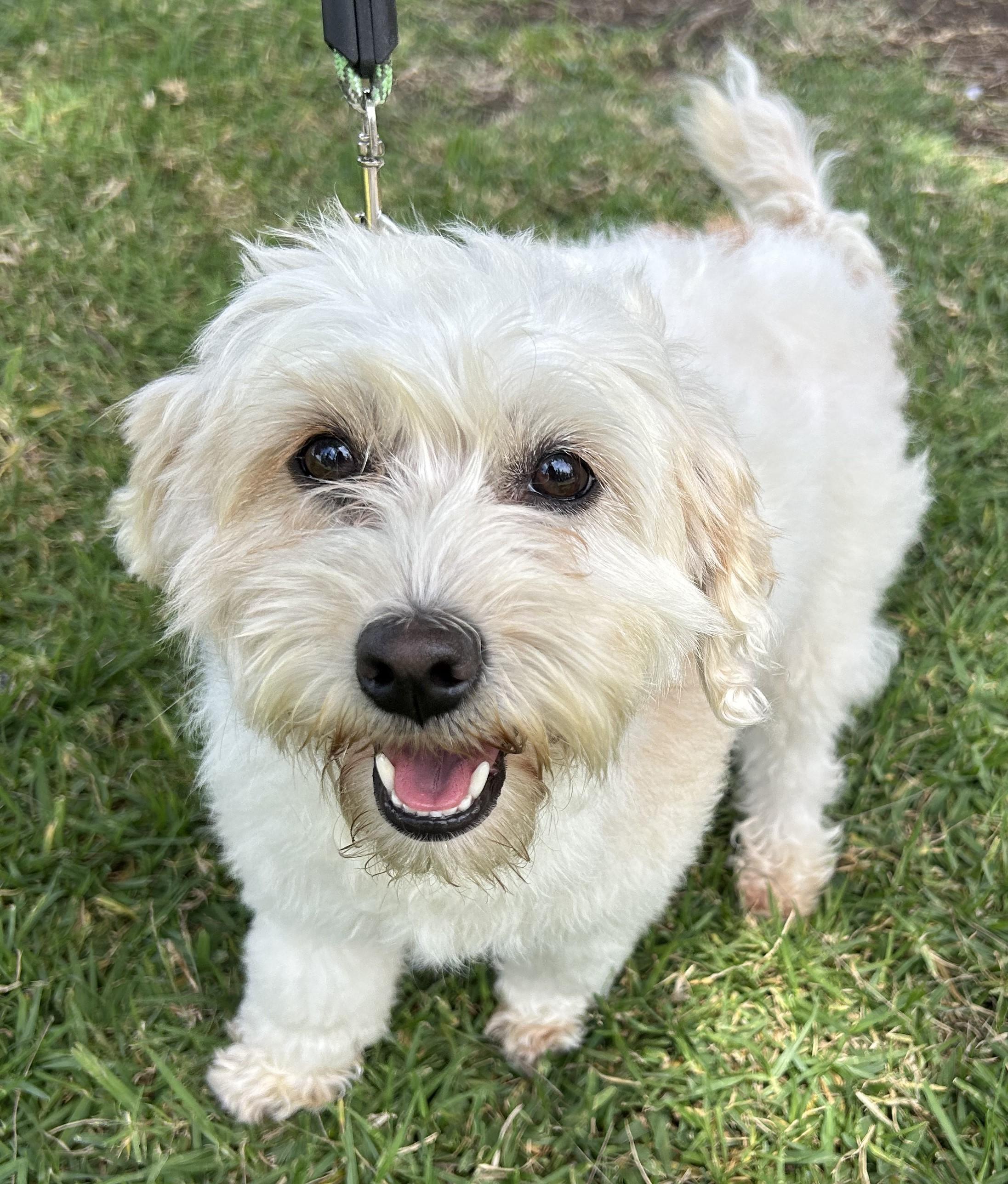 SANDRA, adopted, Young Female Dandie Dinmont Terrier.