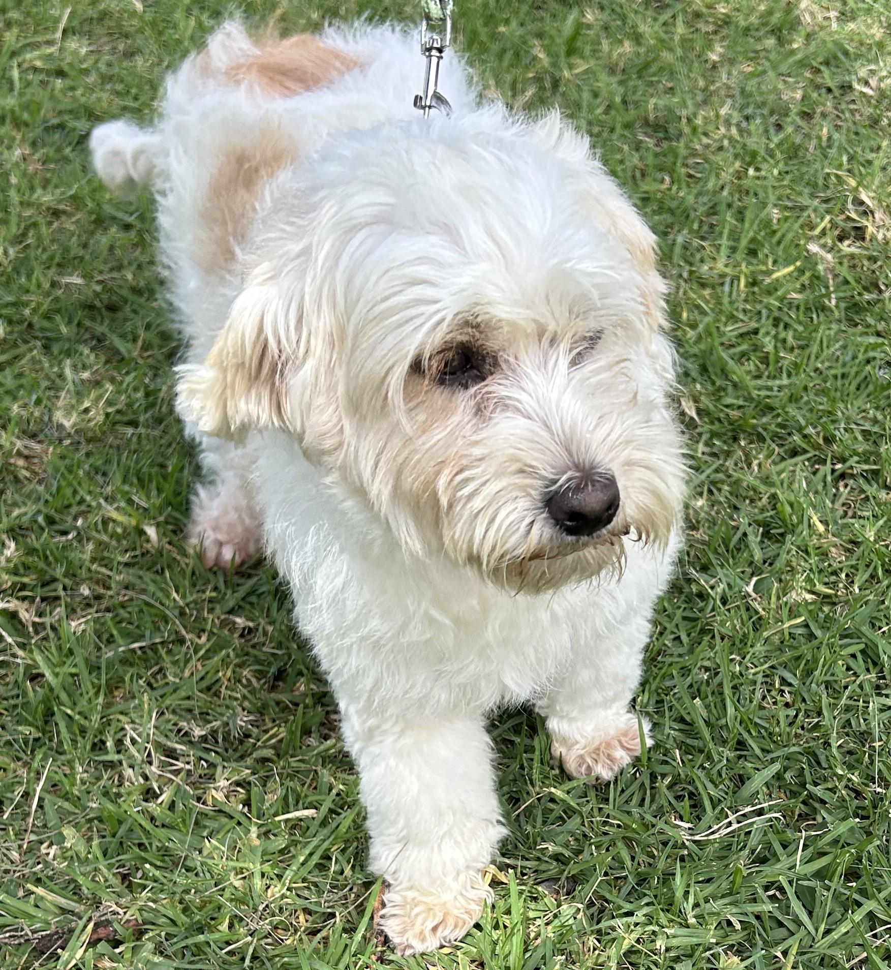 SANDRA, an adopted mixed breed in Bell Gardens, CA image 5/6