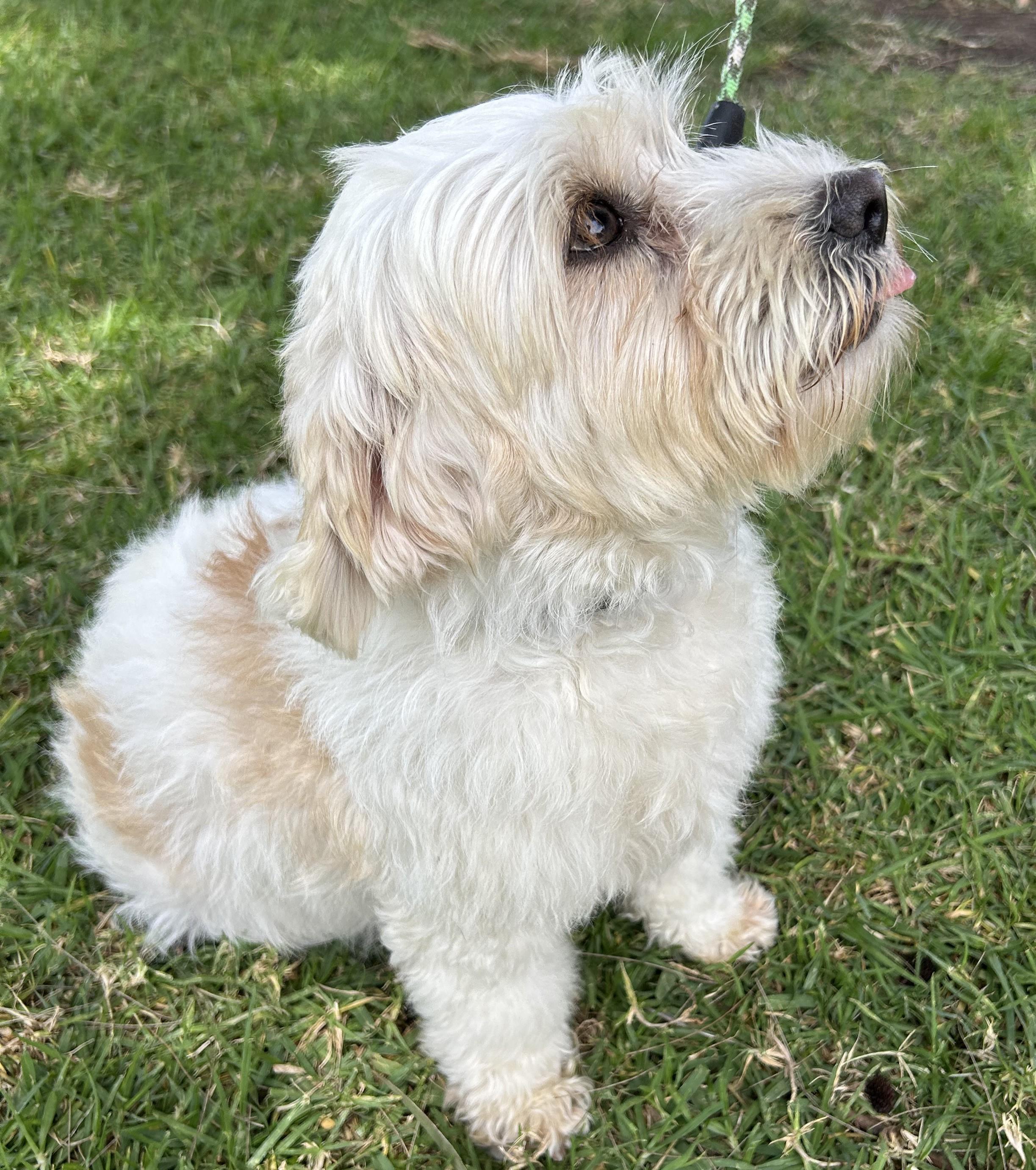 SANDRA, an adopted mixed breed in Bell Gardens, CA image 3/6