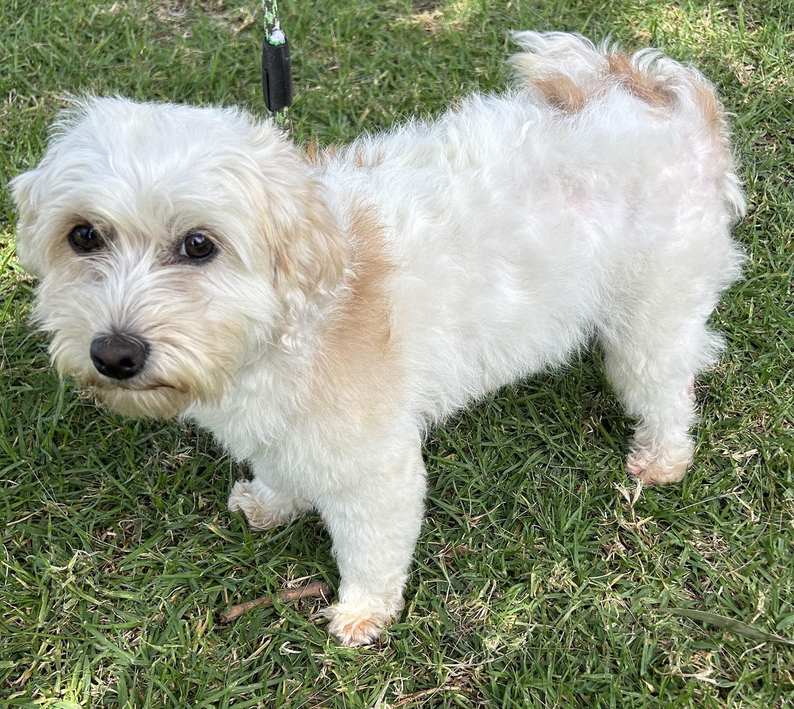 SANDRA, an adopted mixed breed in Bell Gardens, CA image 4/6