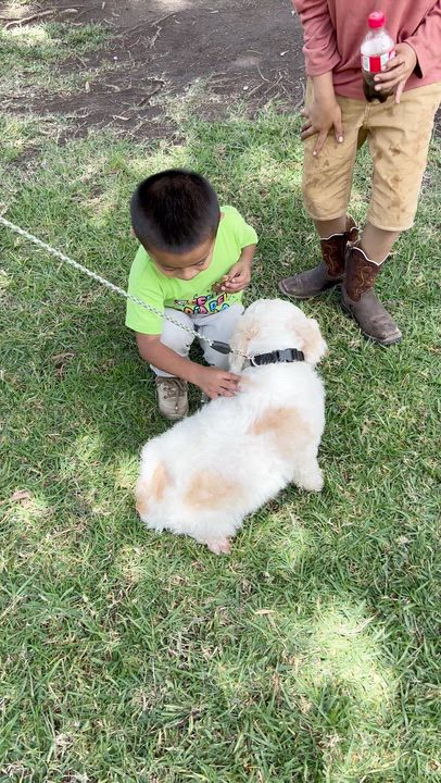 Enlarge SANDRA, an adopted mixed breed in Bell Gardens, CA video 6/6