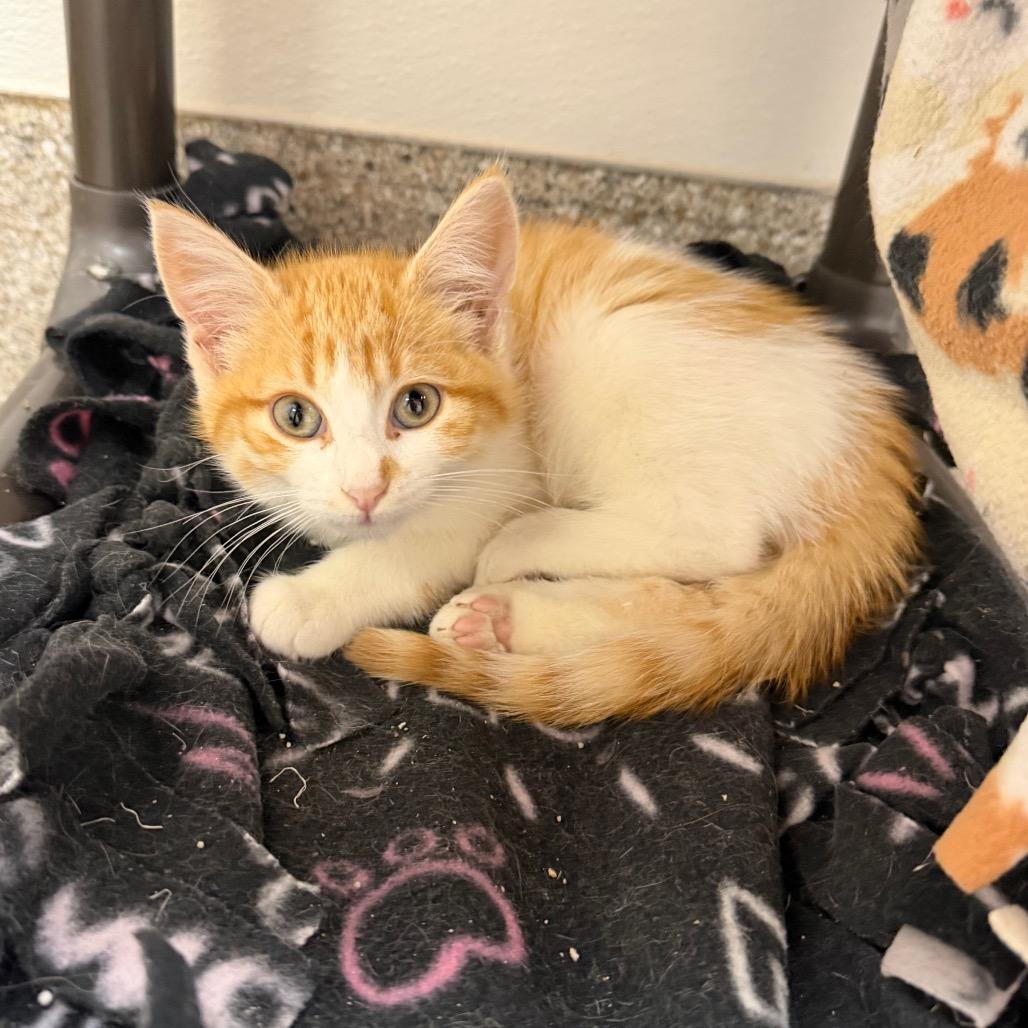Platy, Adoptable, Kitten Female Domestic Short Hair.