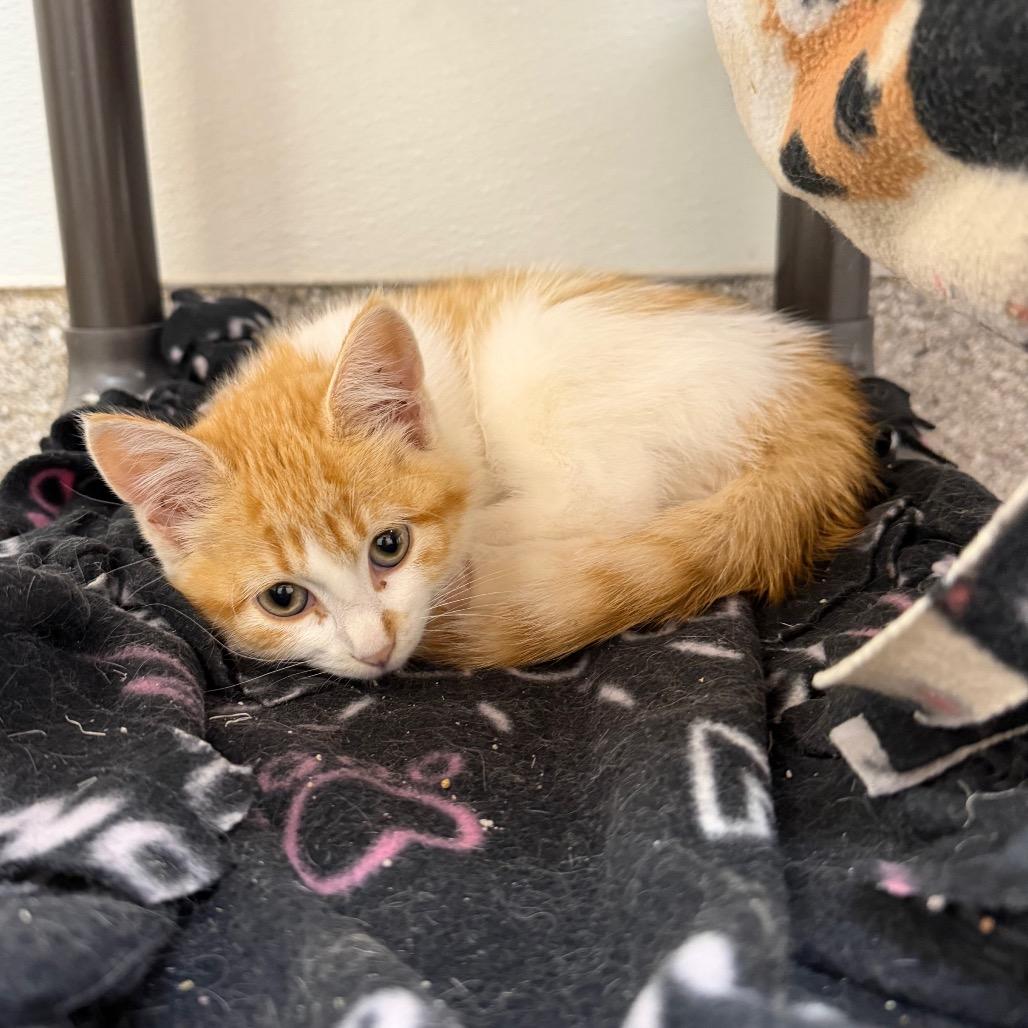 Enlarge Platy, a Adoptable Domestic Short Hair in Detroit Lakes, MN image 2/4