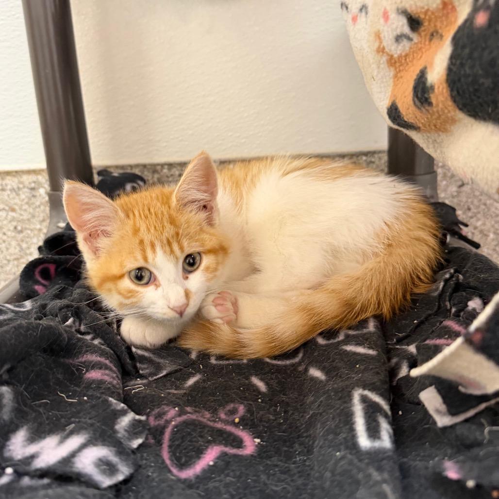 Enlarge Platy, a Adoptable Domestic Short Hair in Detroit Lakes, MN image 3/4