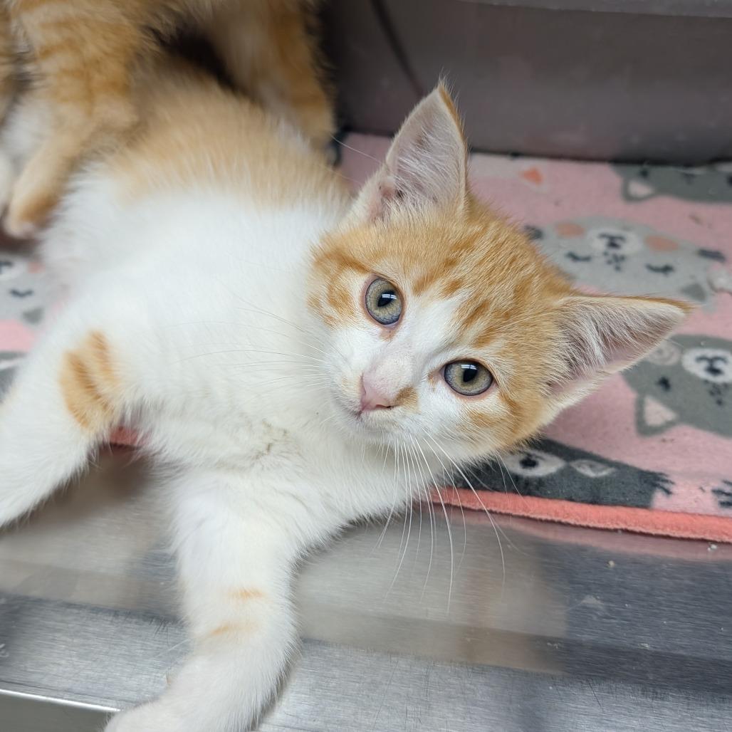 Enlarge Platy, a Adoptable Domestic Short Hair in Detroit Lakes, MN image 4/4