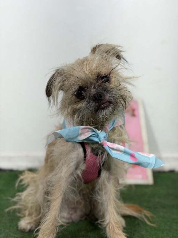 Chompin-One of our Amazing Rescue Dogs, Adoptable, Puppy Male Brussels Griffon & Border Terrier.