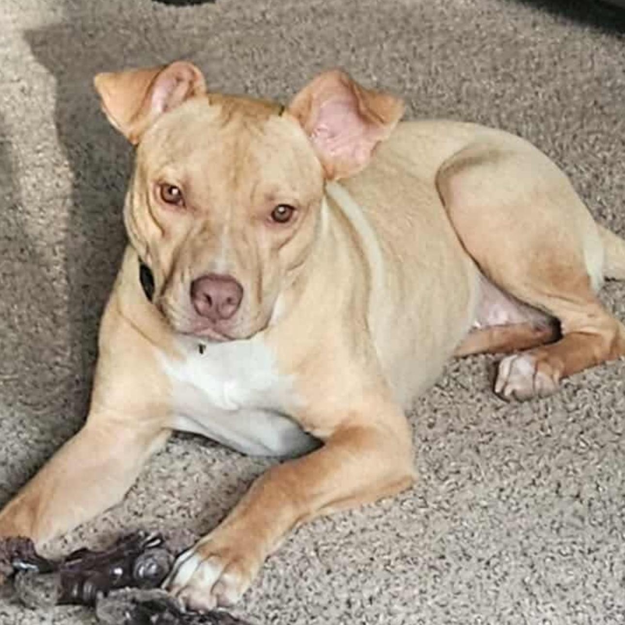 1665 Bambi, a Adoptable mixed breed in Springfield, MO image 1/2