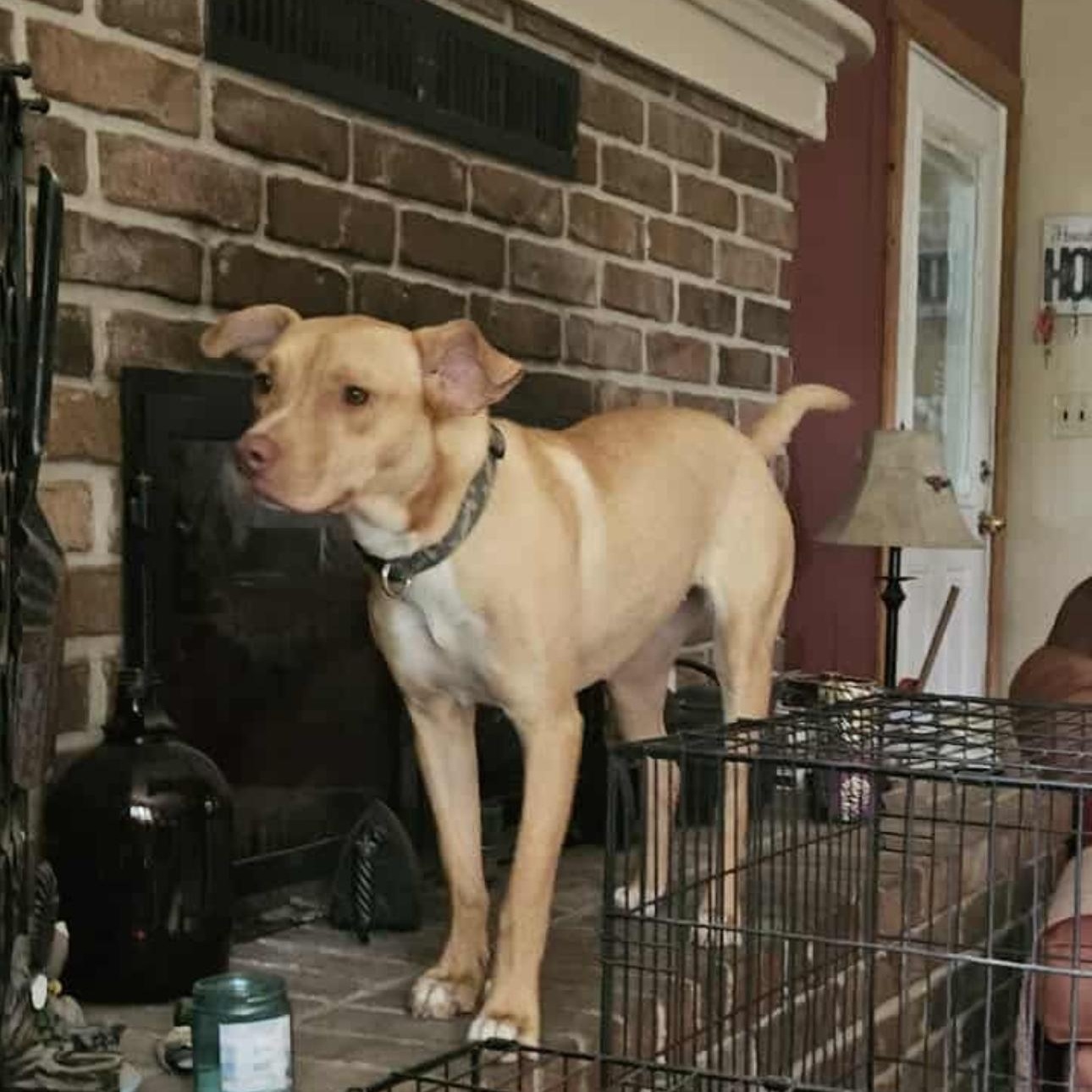 1665 Bambi, a Adoptable mixed breed in Springfield, MO image 2/2