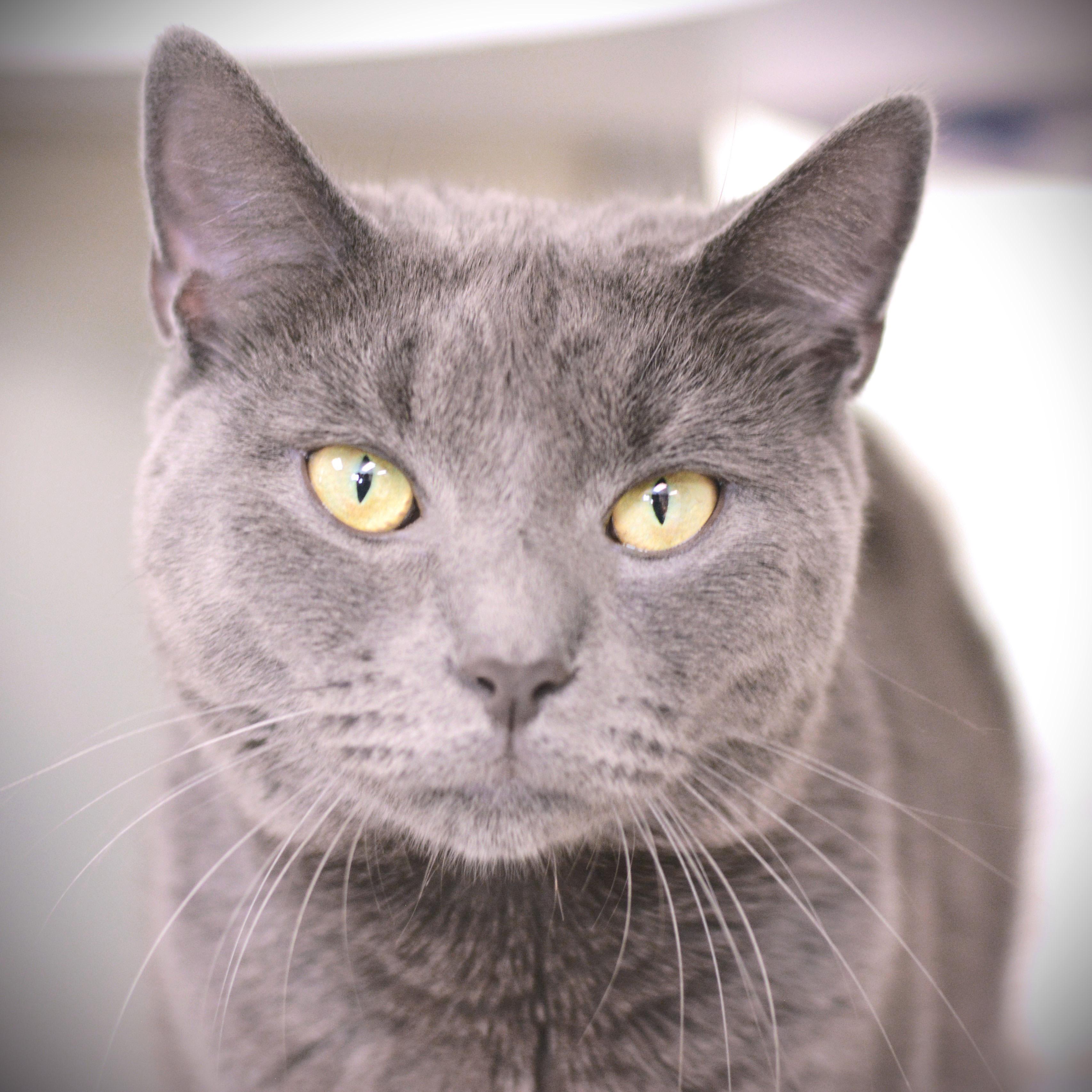 Zoey Rose, an adopted Domestic Short Hair in Amsterdam, NY_image-1