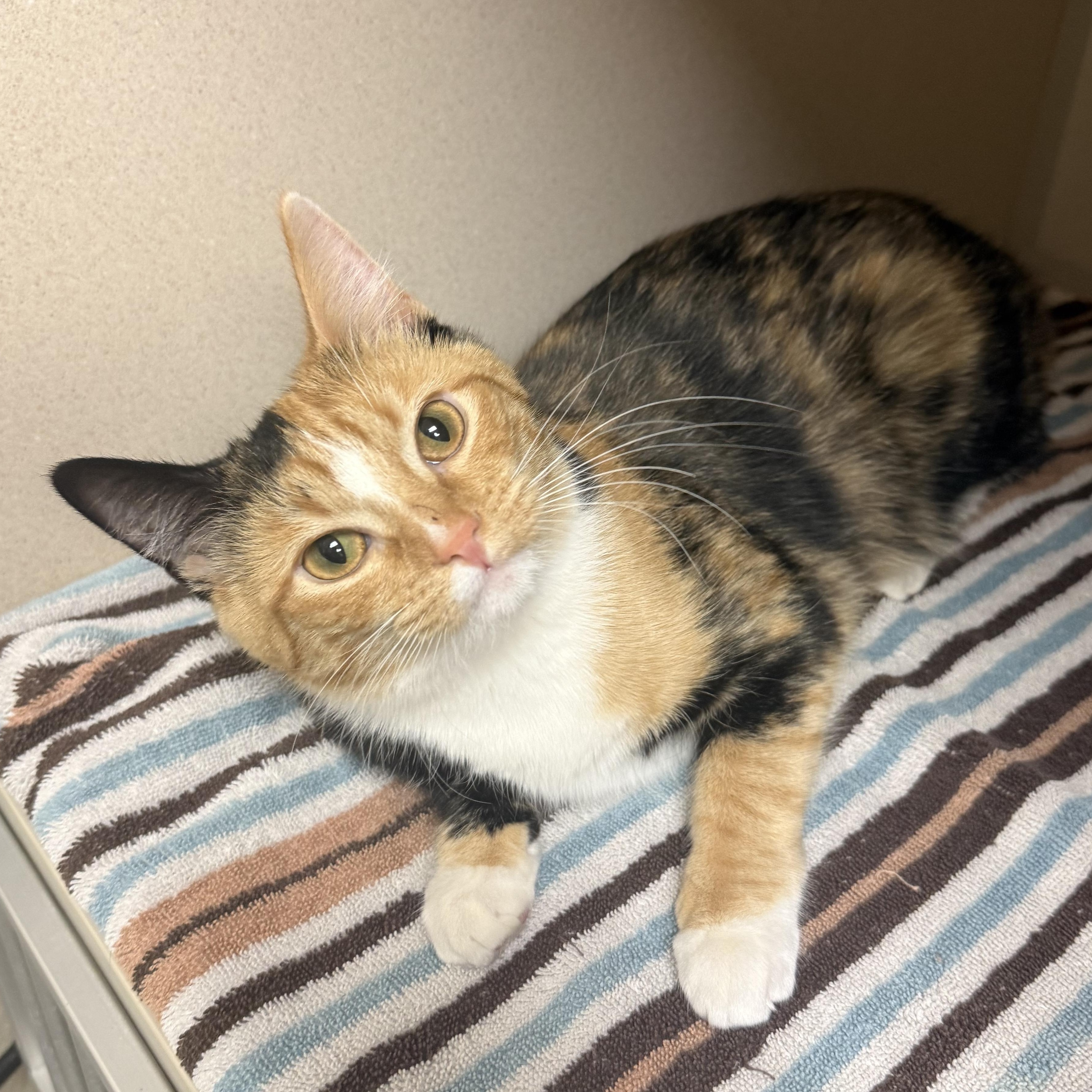 Enlarge Elenandra, an adopted Domestic Short Hair in Kearney, NE image 1/1
