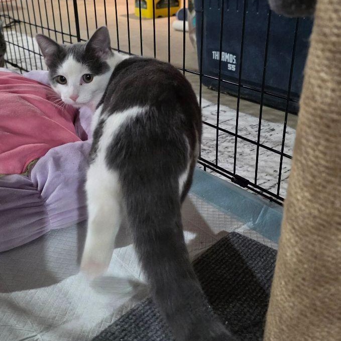 Lala, Adoptable, Kitten Female Domestic Short Hair.