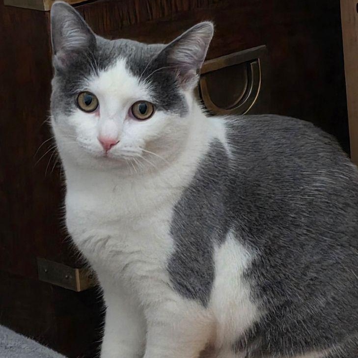 Enlarge Lala, a Adoptable Domestic Short Hair in Lake Orion, MI image 3/3