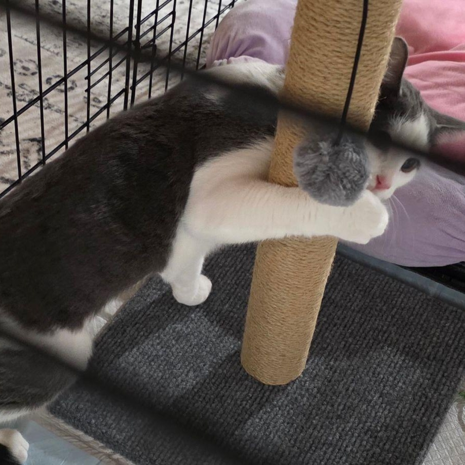 Enlarge Lala, a Adoptable Domestic Short Hair in Lake Orion, MI image 2/3