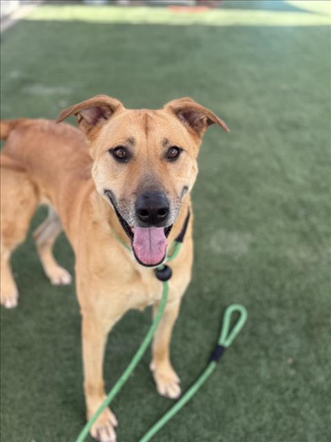 HOPE, Adoptable, Adult Female Mixed Breed.