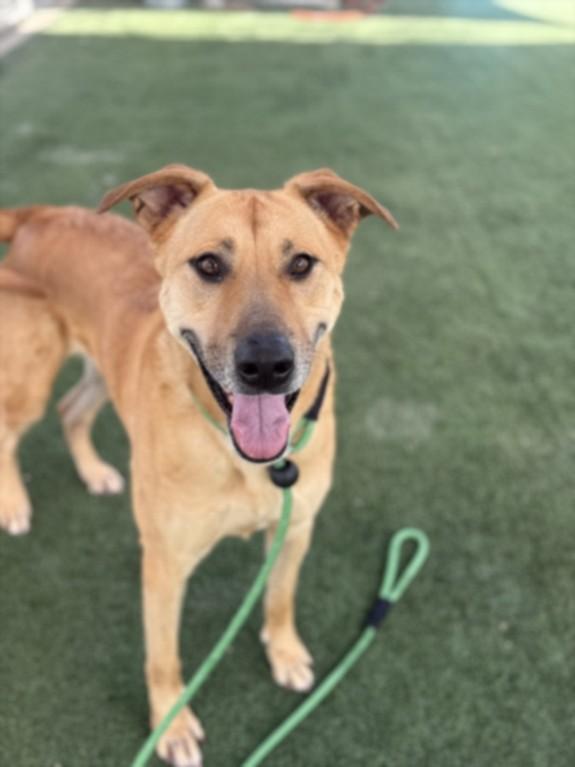 HOPE, Adoptable, Adult Female Mixed Breed.