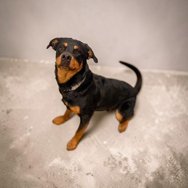 Diesel Rottie, Adopted, Adult Male Rottweiler.