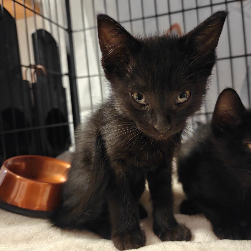 Phobos, Adoptable, Kitten Male American Shorthair.