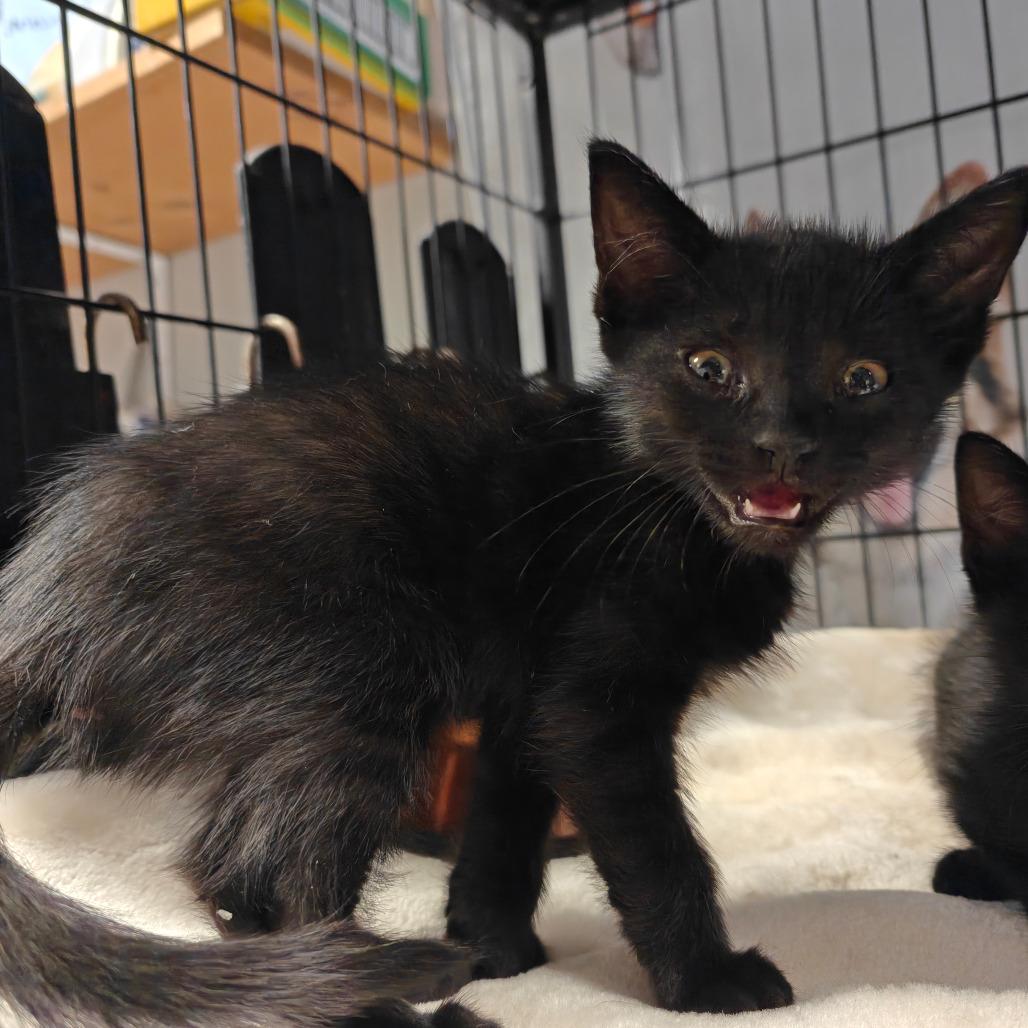 Phobos, a Adoptable American Shorthair in New Orleans, LA image 2/3