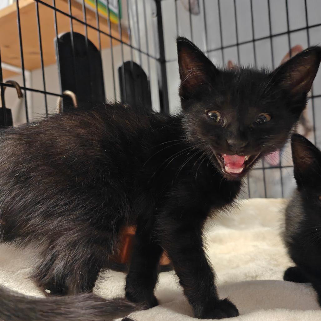 Phobos, a Adoptable American Shorthair in New Orleans, LA image 3/3
