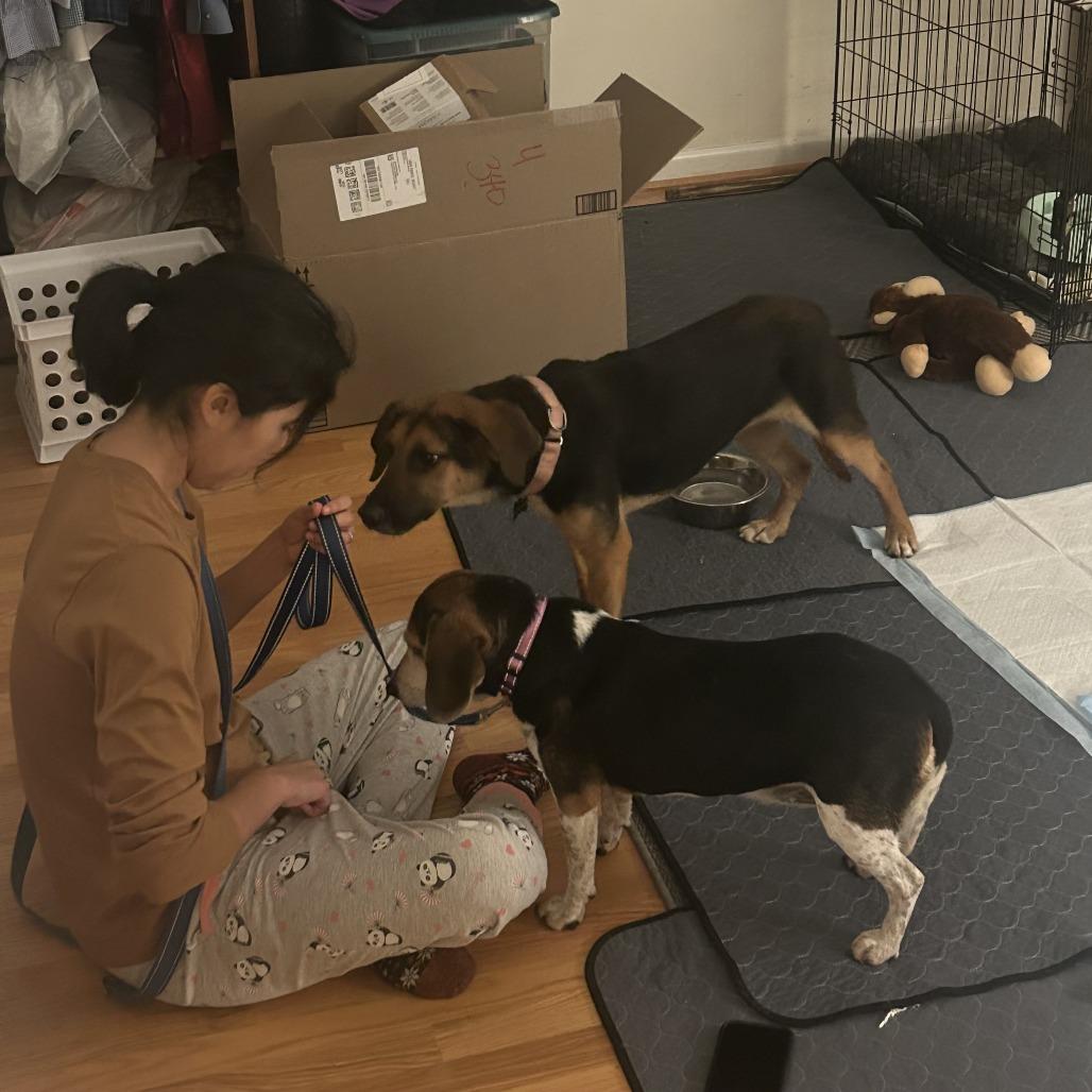 Dawn, Adoptable, Adult Female Hound & Mixed Breed.