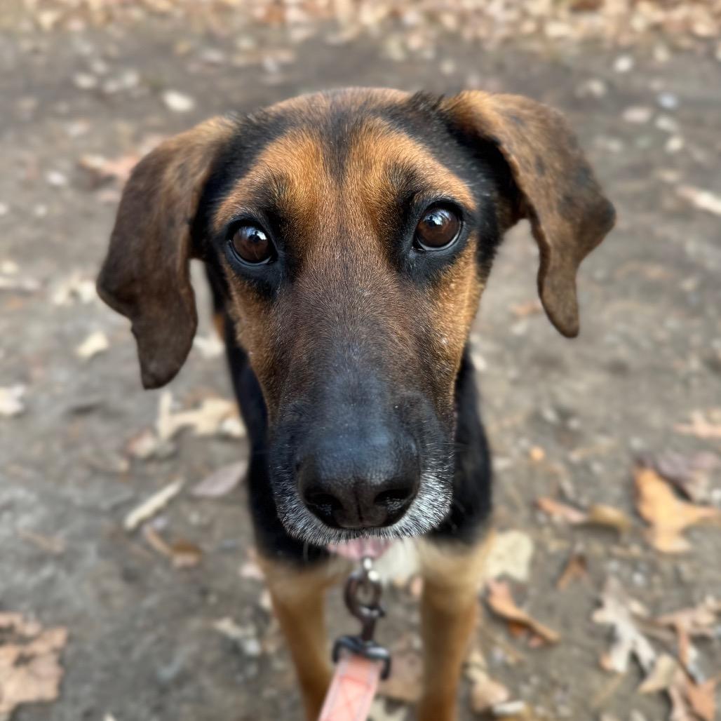 Dawn, Adoptable, Adult Female Hound & Mixed Breed.