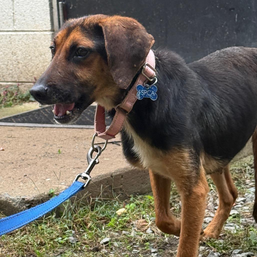 Enlarge Dawn, a Adoptable mixed breed in Troy, VA image 2/6