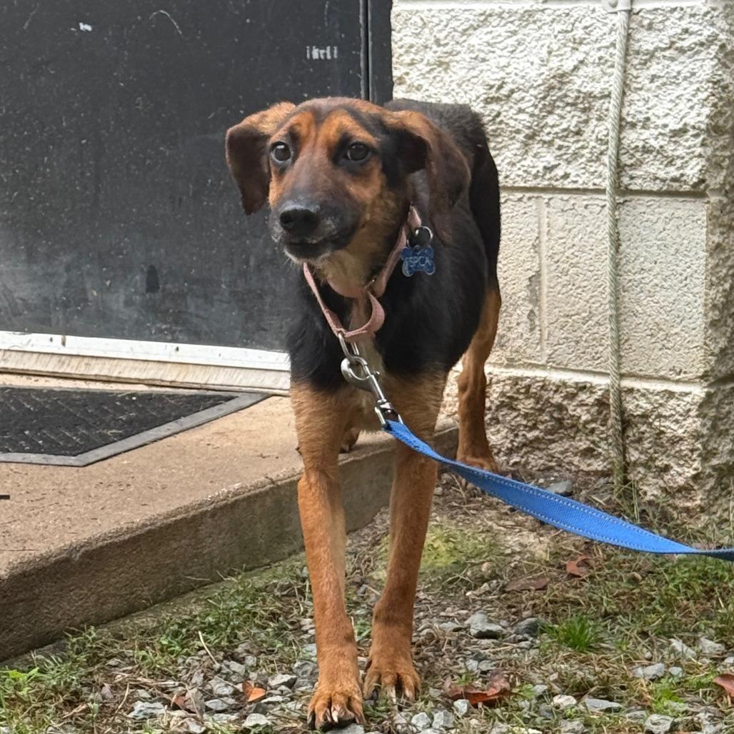 Enlarge Dawn, a Adoptable mixed breed in Troy, VA image 3/6